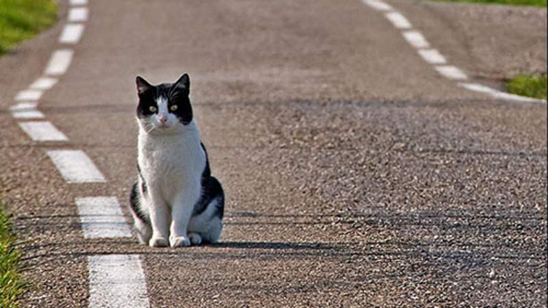 gatto in strada